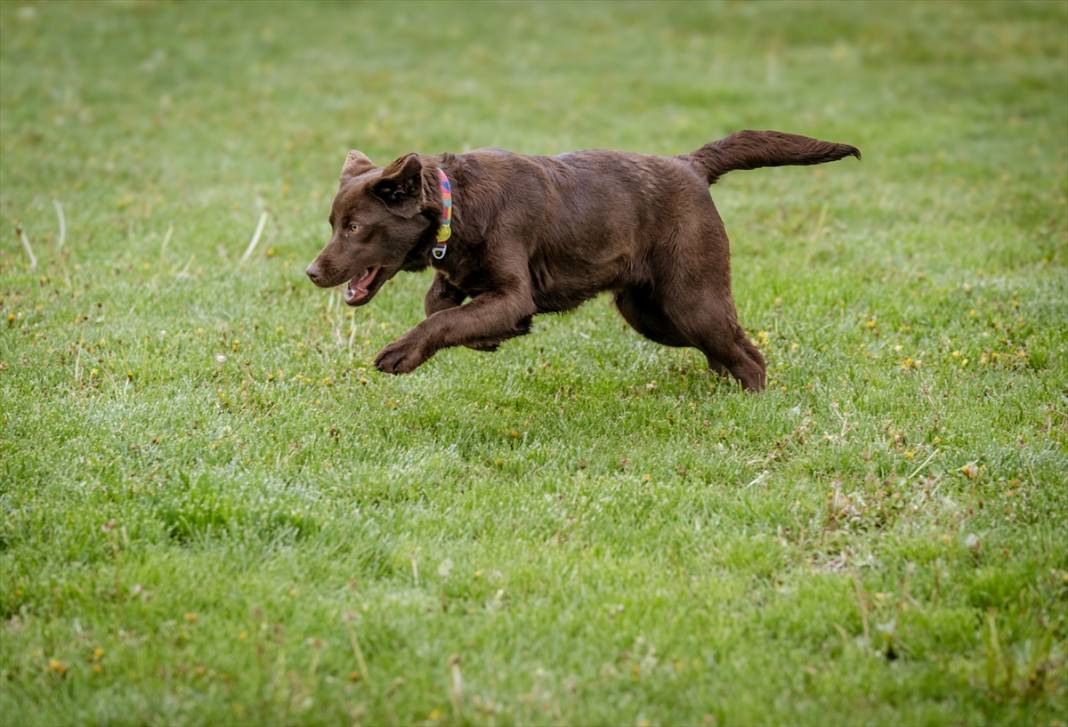 Özel eğitimli köpekler yeraltındaki su kaçaklarını tespit edecek 13